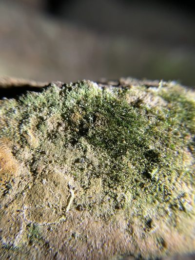 Crepidomanes intricatum, photographed by Brandon Corder