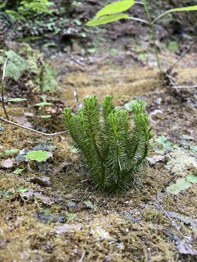 Huperzia porophila, photographed by Brandon Corder