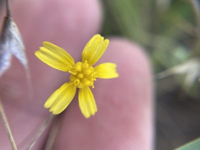Tetraneuris linearifolia, photographed by Brand R