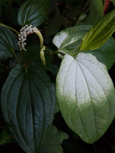 Saururus chinensis, photographed by Takashi KOIKE