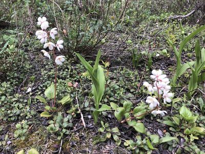 Pyrola grandiflora, photographed by Allison Gray
