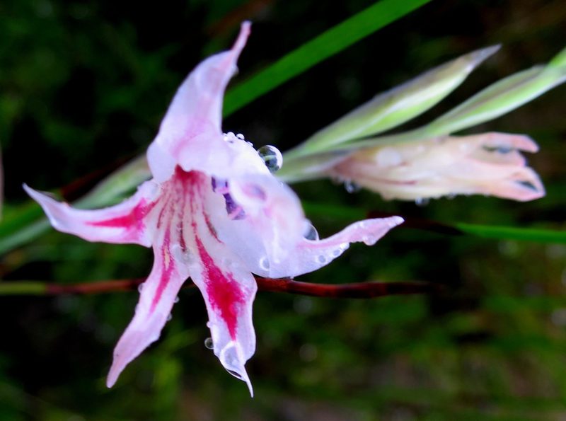 Gladiolus nigromontanus, photographed by Di Turner