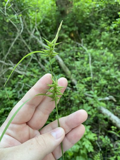 Carex lonchocarpa, photographed by Bonnie Semmling
