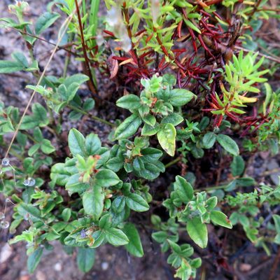 Afrolobium swartbergense, photographed by Di Turner