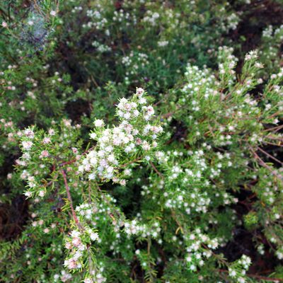 Phylica wittebergensis, photographed by Di Turner