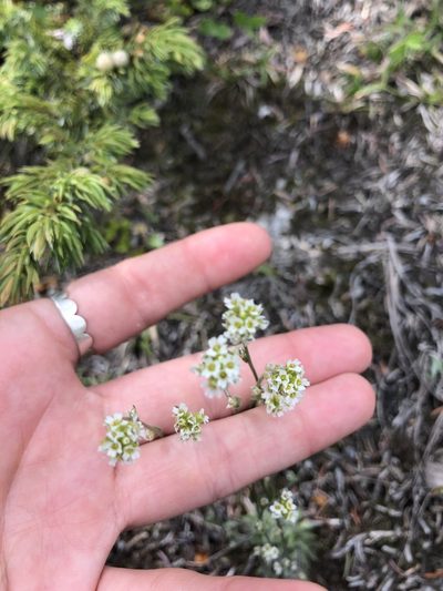 Draba cana, photographed by Allison Gray