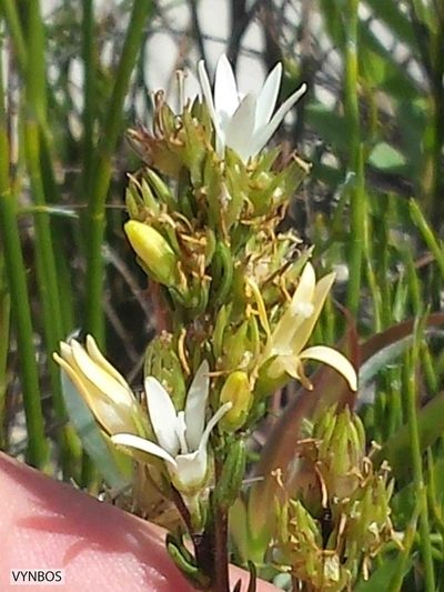 Wahlenbergia axillaris, photographed by Chris Vynbos