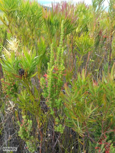 Erica pillansii, photographed by Chris Vynbos