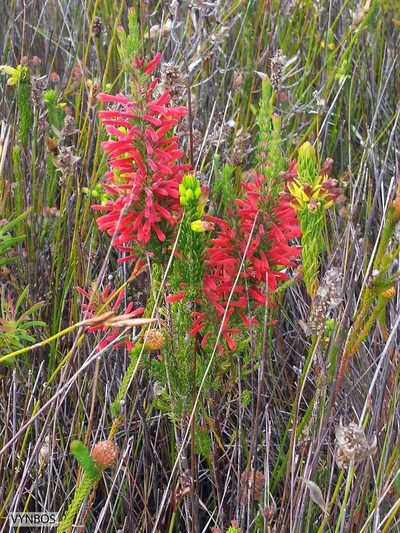 Erica pillansii, photographed by Chris Vynbos