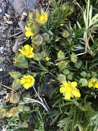 Potentilla bimundorum, photographed by Allison Gray