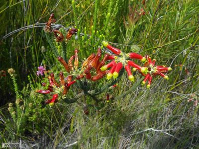Erica massonii, photographed by Chris Vynbos