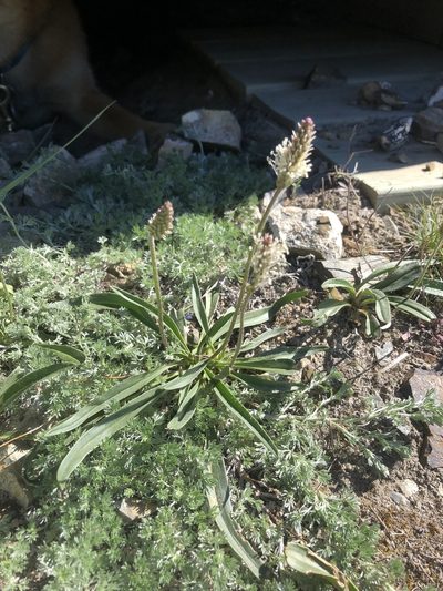 Plantago canescens, photographed by Allison Gray