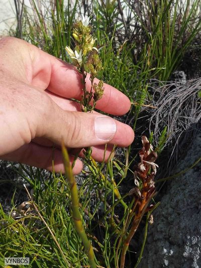 Wahlenbergia axillaris, photographed by Chris Vynbos