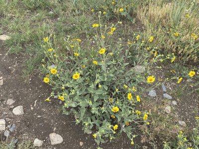 Helianthus pumilus