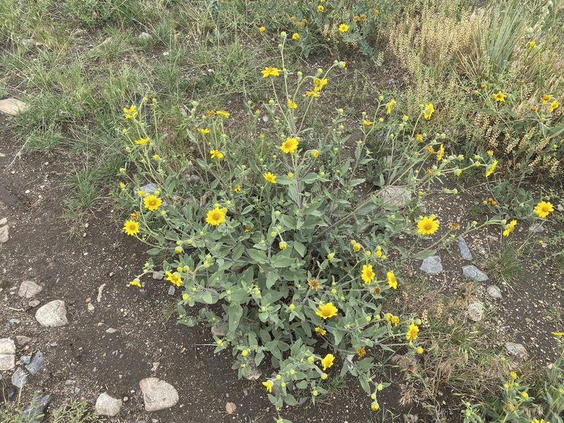 Helianthus pumilus, photographed by Jeff Birek