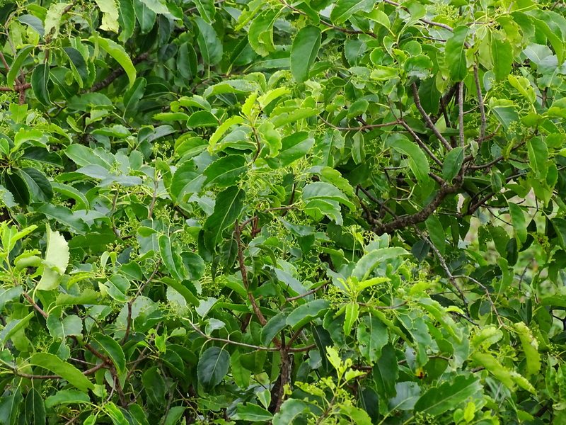 Elaeodendron glaucum, photographed by Ajit Ampalakkad