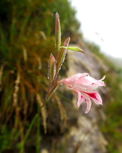 Gladiolus nigromontanus, photographed by Di Turner