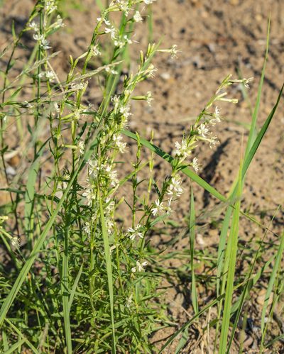 Silene tatarica, photographed by Алексей Логинов