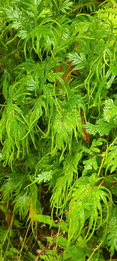 Selaginella plana, photographed by Ana Ka'ahanui