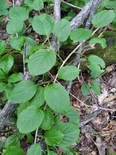 Actinidia arguta, photographed by Repina Tatyana