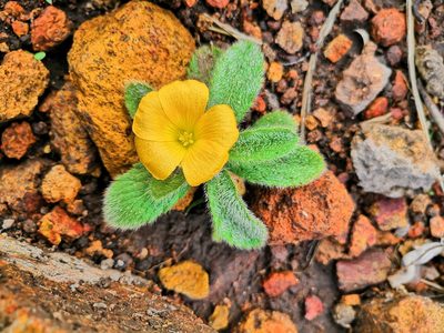 Turnera callosa, photographed by Ana Nuño