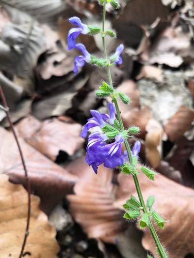 Salvia heterotricha, photographed by Ana Nuño