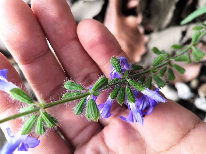 Salvia heterotricha, photographed by Ana Nuño