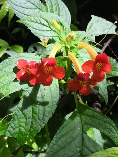 Achimenes antirrhina, photographed by Ana Nuño