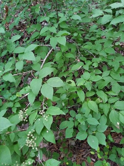 Deutzia parviflora, photographed by Repina Tatyana