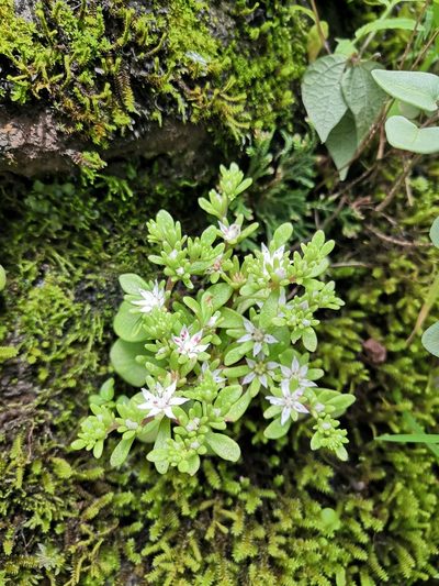 Sedum jaliscanum, photographed by Ana Nuño