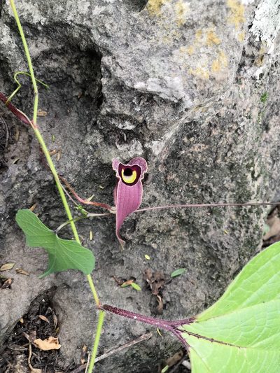 Aristolochia foetida, photographed by Ana Nuño
