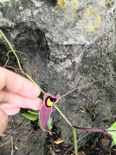Aristolochia foetida, photographed by Ana Nuño