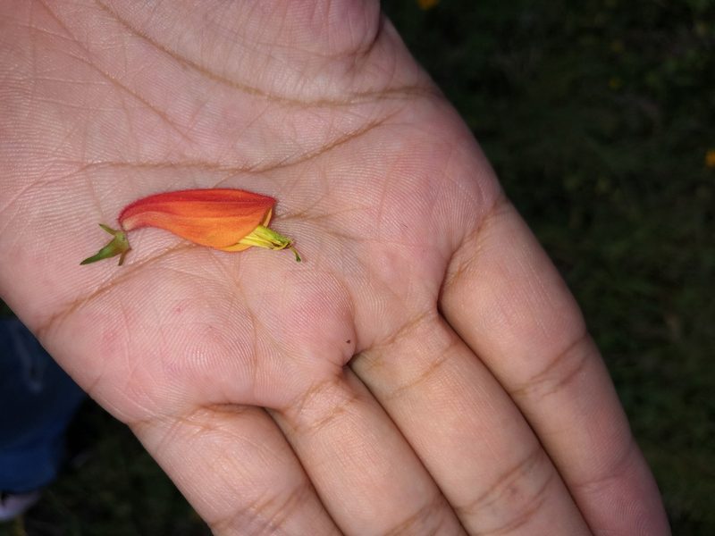 Castilleja tenuifolia, photographed by Ana Nuño