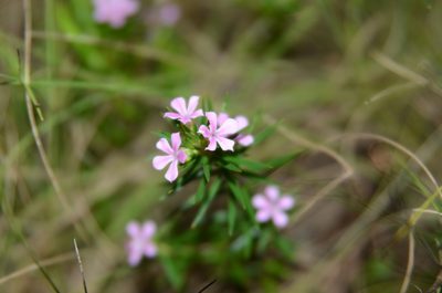 Acmadenia obtusata, photographed by Charleen Brunke