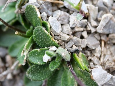 Arabis stellulata, photographed by Wolfgang Jauch