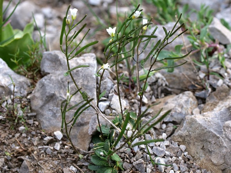 Arabis stellulata, photographed by Wolfgang Jauch