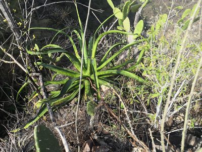Agave vilmoriniana, photographed by Ana Nuño