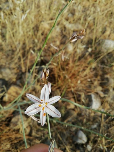 Asphodelus ayardii, photographed by bigayon