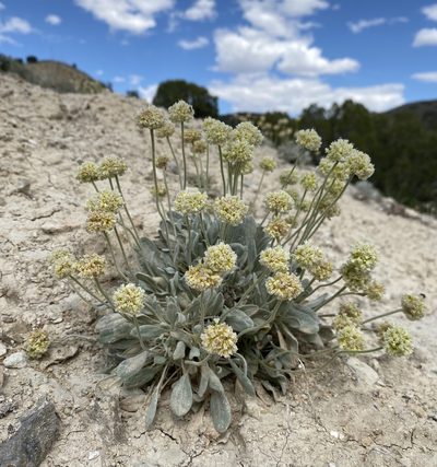 Eriogonum anemophilum, photographed by Matt Berger