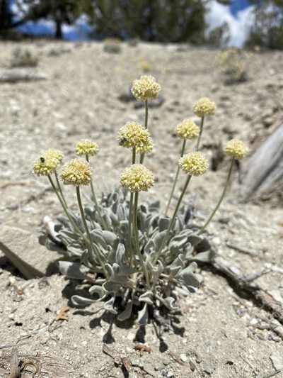 Eriogonum anemophilum, photographed by Matt Berger