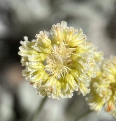 Eriogonum anemophilum, photographed by Matt Berger