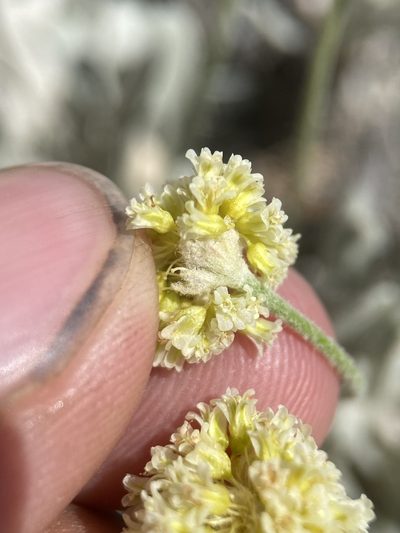 Eriogonum anemophilum, photographed by Matt Berger