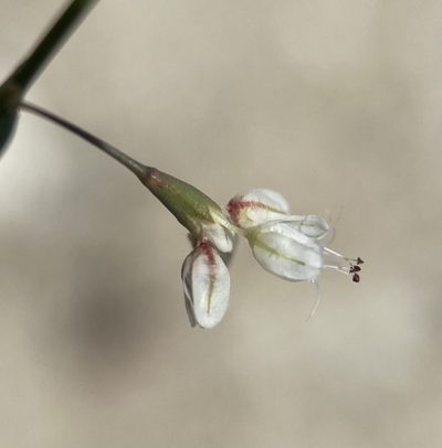 Eriogonum watsonii, photographed by Matt Berger