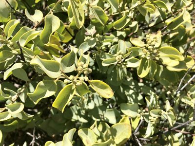 Santalum ellipticum, photographed by Bert Kimura