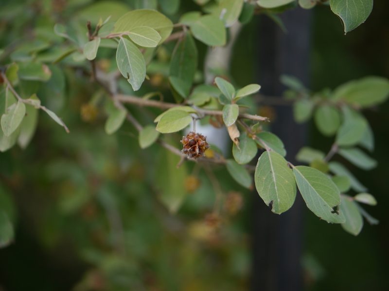 Terminalia phillyreifolia, photographed by Dinesh Valke