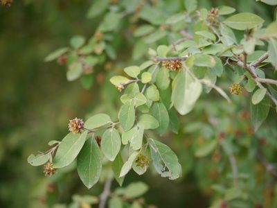 Terminalia phillyreifolia, photographed by Dinesh Valke