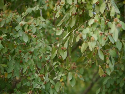 Terminalia phillyreifolia, photographed by Dinesh Valke