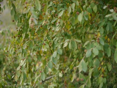Terminalia phillyreifolia, photographed by Dinesh Valke
