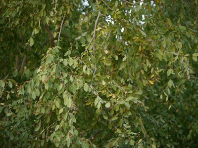 Terminalia phillyreifolia, photographed by Dinesh Valke