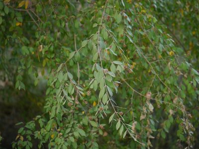 Terminalia phillyreifolia, photographed by Dinesh Valke